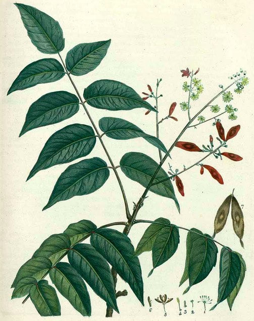 Chun Pi -C0250-EF(Chinese Tree-of-heaven root bark) (Ailanthus altissima)