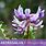 Herb Pharm - Astragalus 8 oz